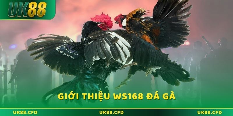 Đôi điều giới thiệu về sảnh WS168 đá gà