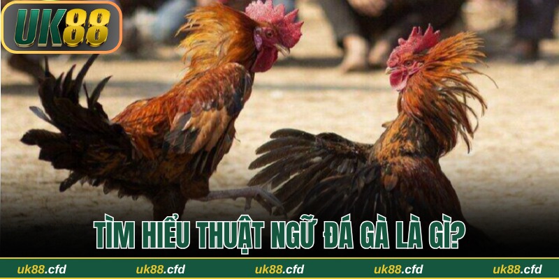 Tổng quan nhanh thuật ngữ đá gà là gì?